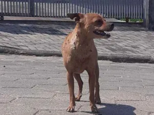 Cachorro raça Vira lata idade  nome Não tem nome