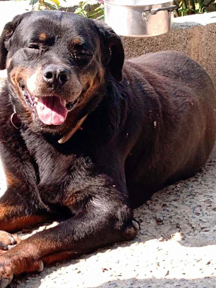 Cachorro ra a Rotwailer idade 6 ou mais anos nome Roly