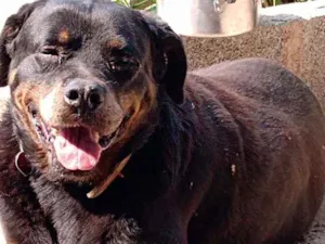 Cachorro raça Rotwailer idade 6 ou mais anos nome Roly