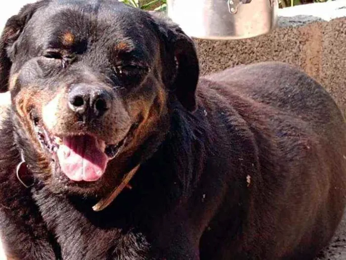 Cachorro ra a Rotwailer idade 6 ou mais anos nome Roly