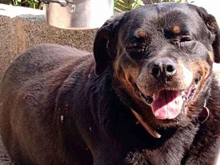 Cachorro ra a Rotwailer idade 6 ou mais anos nome Roly