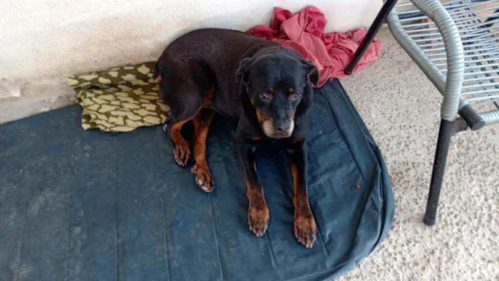 Cachorro ra a Rotwailer idade 6 ou mais anos nome Roly