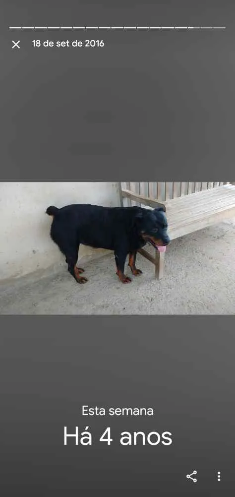 Cachorro ra a Rotwailer idade 6 ou mais anos nome Roly