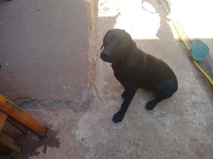 Cachorro ra a Labrador com vira lata idade 2 a 6 meses nome Thor