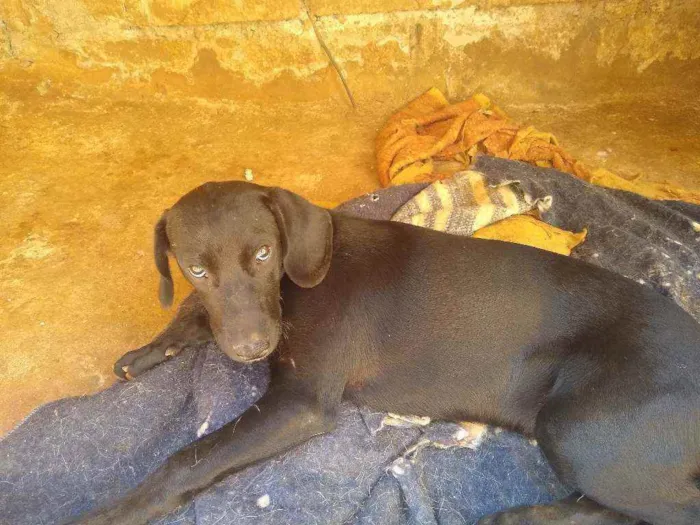 Cachorro ra a Labrador com vira lata idade 2 a 6 meses nome Thor