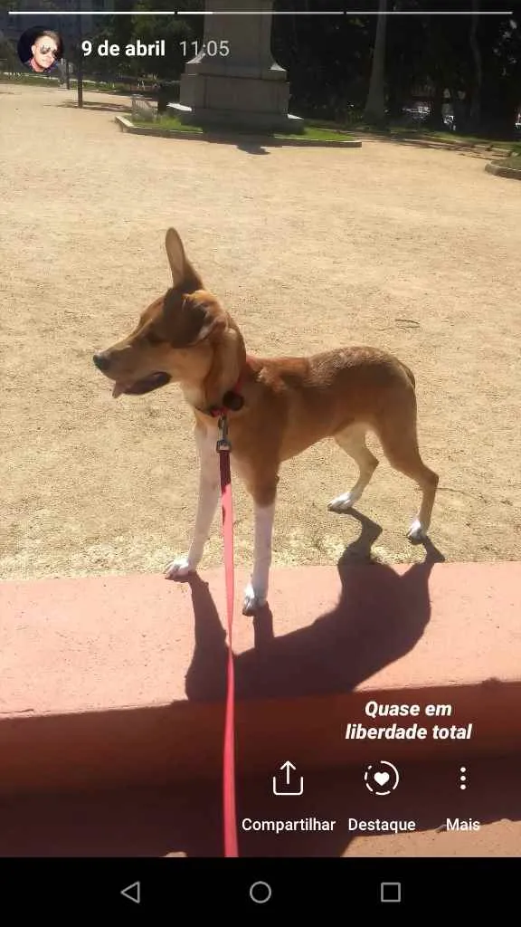 Cachorro ra a  idade 1 ano nome Peggy