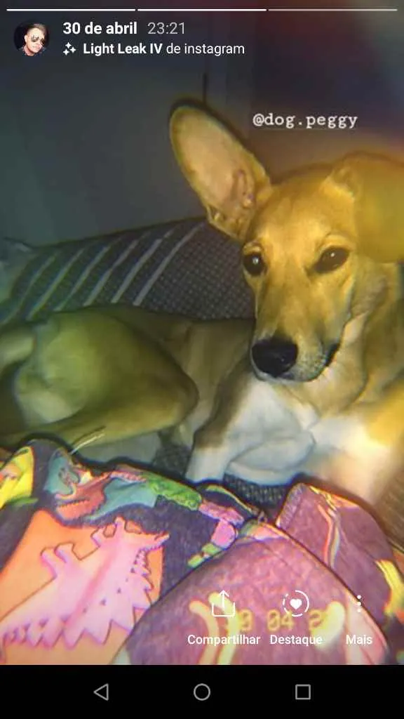Cachorro ra a  idade 1 ano nome Peggy