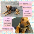 Lindinha 