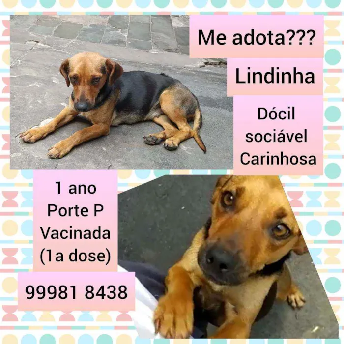 Cachorro raça SRD idade 1 ano nome Lindinha 