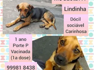 Cachorro raça SRD idade 1 ano nome Lindinha 