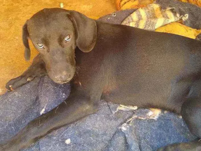 Cachorro ra a Labrador com vira lata idade 2 a 6 meses nome Thor