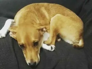 Cachorro raça  idade 1 ano nome Peggy