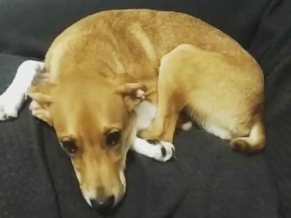 Cachorro ra a  idade 1 ano nome Peggy