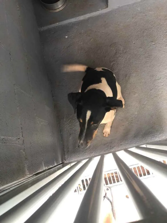 Cachorro ra a Sem raça  idade 2 anos nome Patricio 
