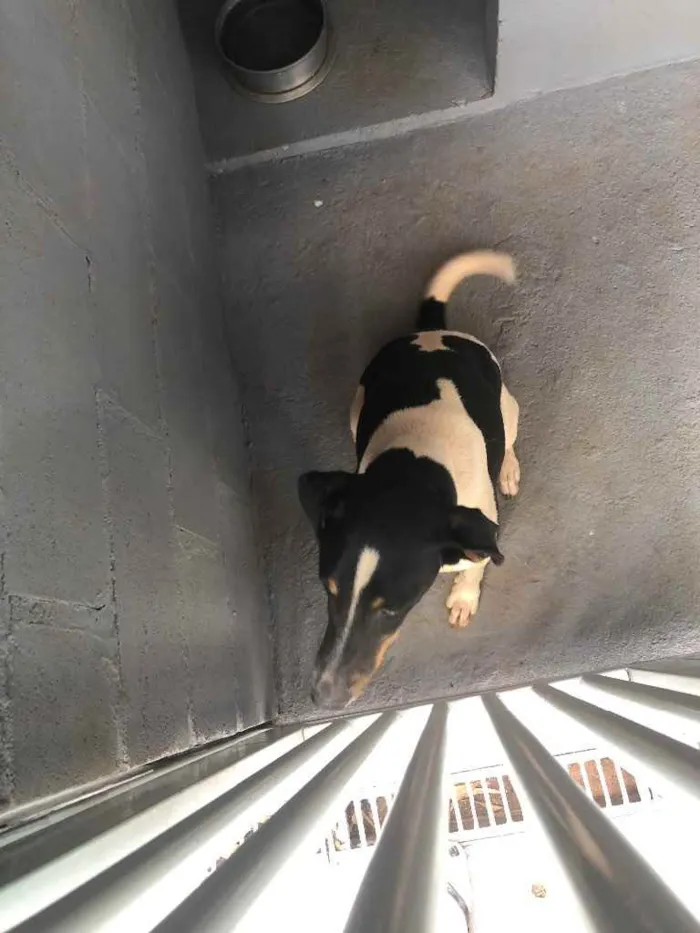 Cachorro ra a Sem raça  idade 2 anos nome Patricio 
