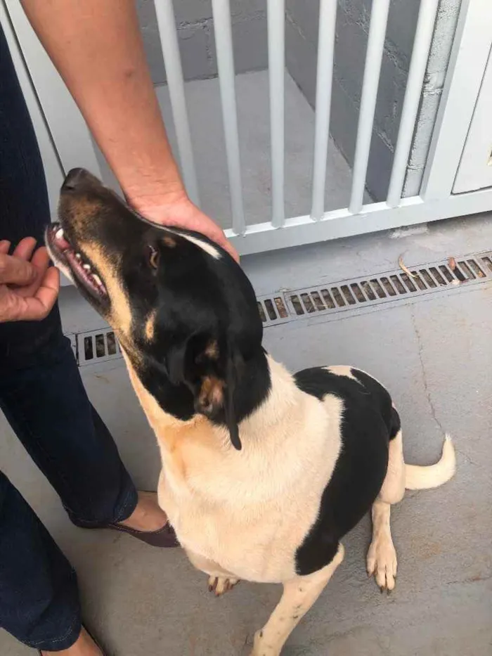 Cachorro ra a Sem raça  idade 2 anos nome Patricio 