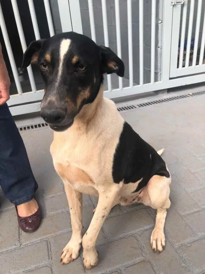 Cachorro ra a Sem raça  idade 2 anos nome Patricio 