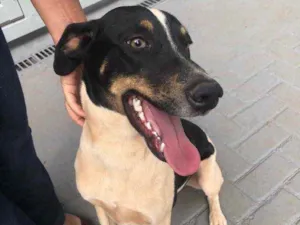 Cachorro raça Sem raça  idade 2 anos nome Patricio 