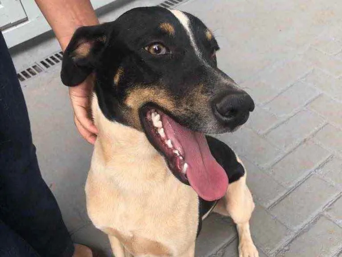 Cachorro ra a Sem raça  idade 2 anos nome Patricio 