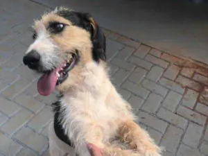 Cachorro raça SRD idade 3 anos nome Didi
