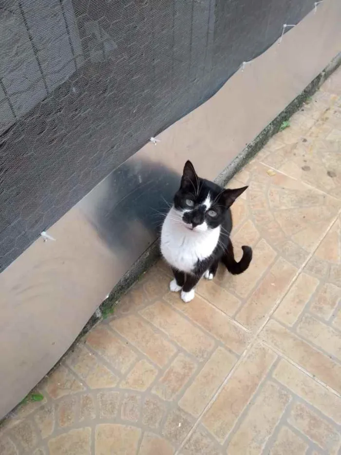 Gato ra a  idade 1 ano nome Gatinhos fofos 
