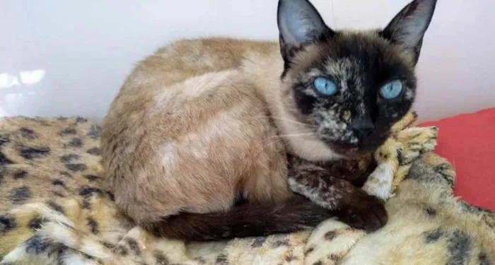 Gato ra a  idade 1 ano nome Gatinhos fofos 