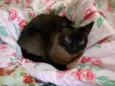 Gatinhos fofos