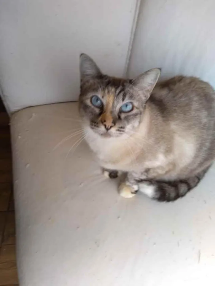 Gato ra a  idade 1 ano nome Gatinhos fofos 