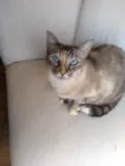 Gatinhos fofos