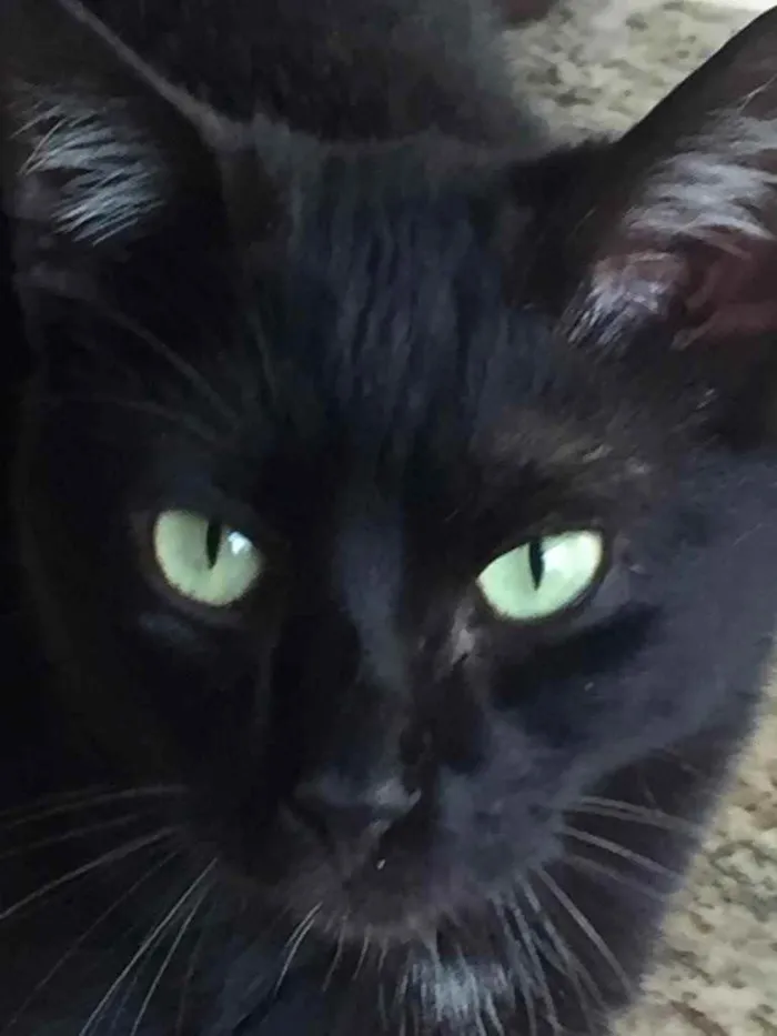 Gato ra a  idade 1 ano nome Gatinhos fofos 
