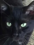 Gatinhos fofos