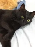 Gatinhos fofos