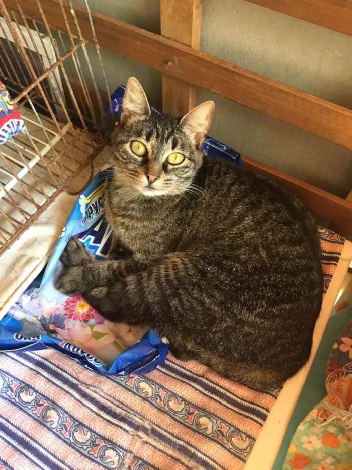 Gato ra a  idade 1 ano nome Gatinhos fofos 