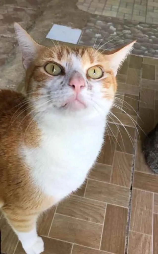 Gato ra a  idade 1 ano nome Gatinhos fofos 