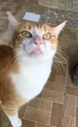Gatinhos fofos