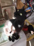 Gatinhos fofos