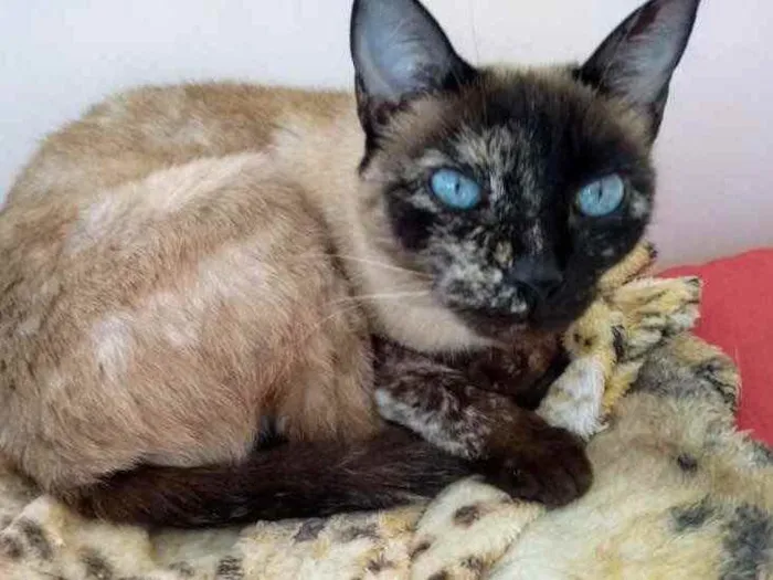 Gato ra a  idade 1 ano nome Gatinhos fofos 