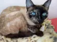 Gatinhos fofos