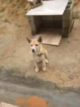 Akita