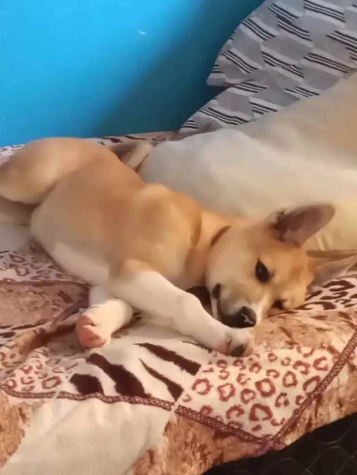Cachorro ra a Akita idade 2 a 6 meses nome Akita 