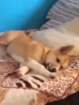 Akita