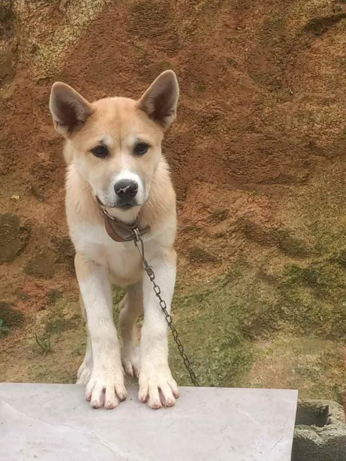 Cachorro ra a Akita idade 2 a 6 meses nome Akita 