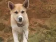 Akita