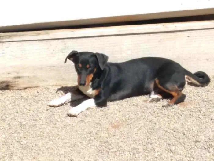 Cachorro ra a  idade 1 ano nome Não sei 