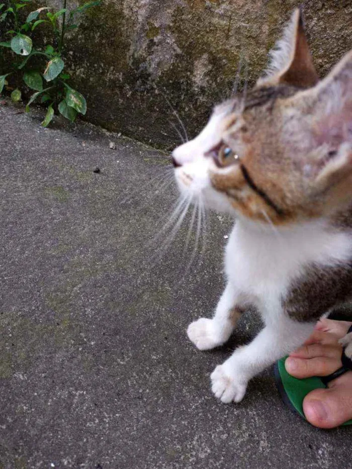 Gato ra a  idade 2 a 6 meses nome Nero - 2 meses