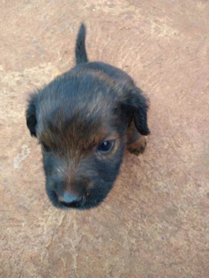 Cachorro ra a Sem raça definida idade Abaixo de 2 meses nome Sem nome