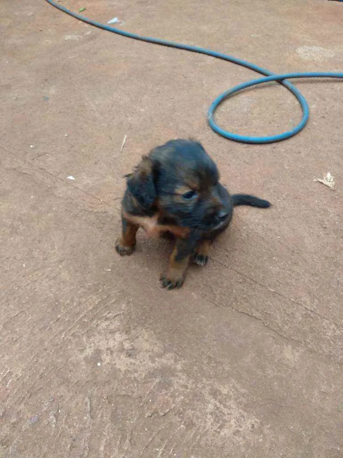 Cachorro ra a Sem raça definida idade Abaixo de 2 meses nome Sem nome
