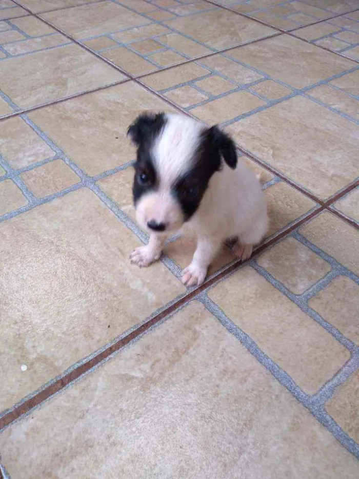 Cachorro ra a Sem raça definida idade Abaixo de 2 meses nome Sem nome