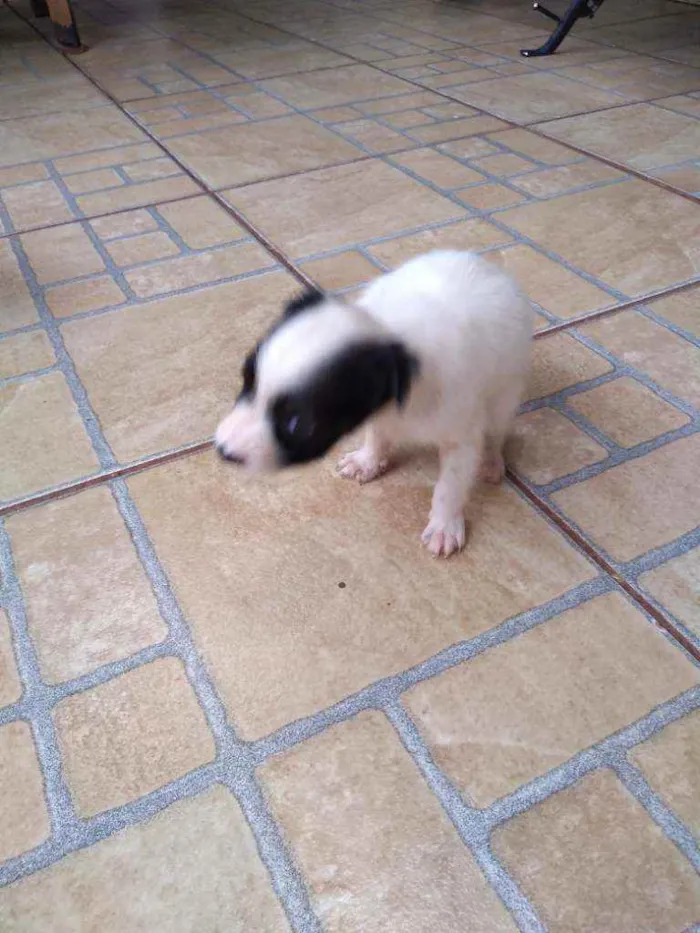 Cachorro ra a Sem raça definida idade Abaixo de 2 meses nome Sem nome