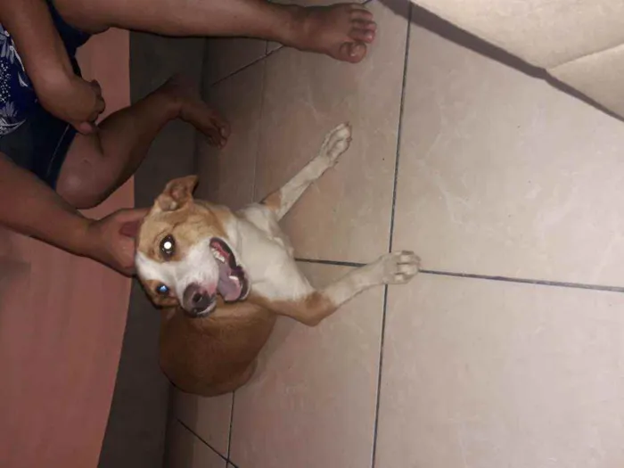 Cachorro ra a Indefinida  idade 1 ano nome Mel